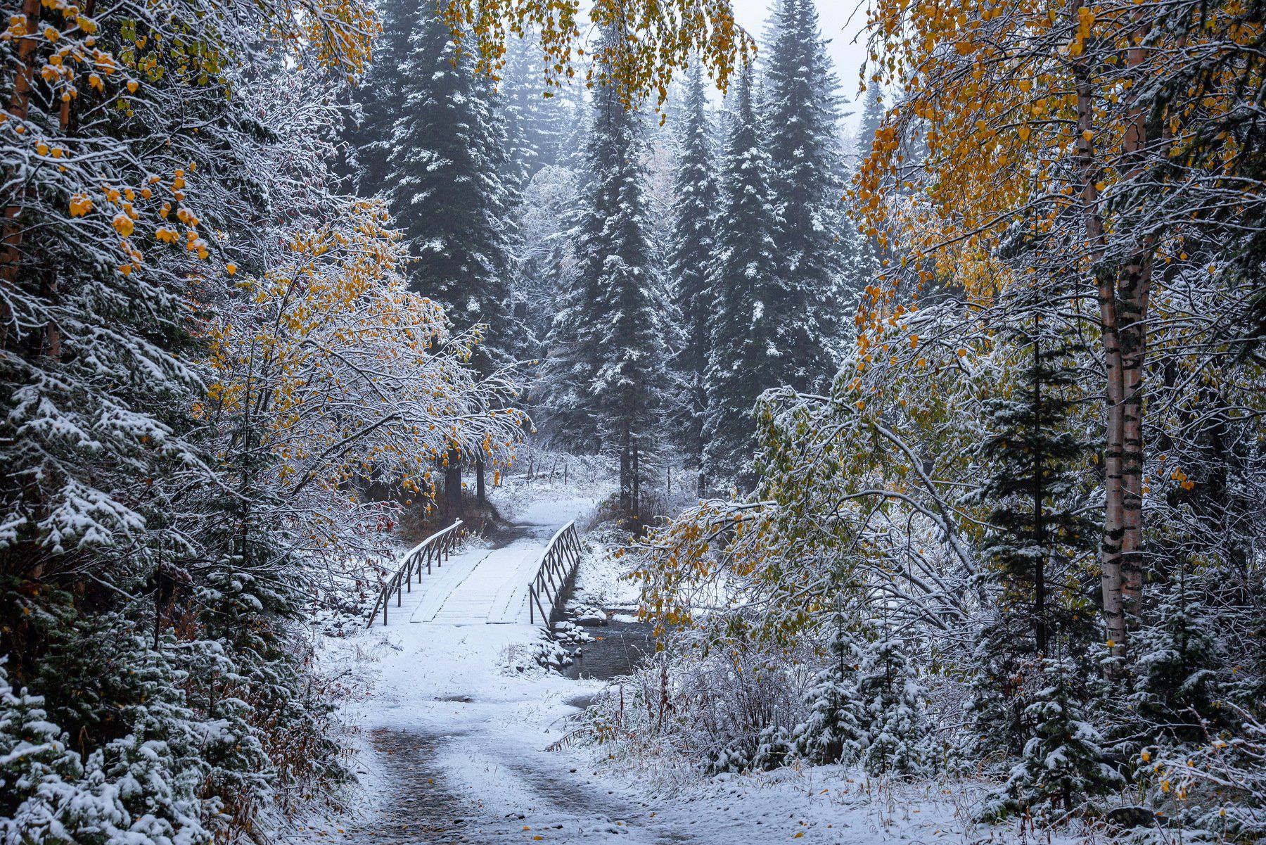 Первый снег в горах